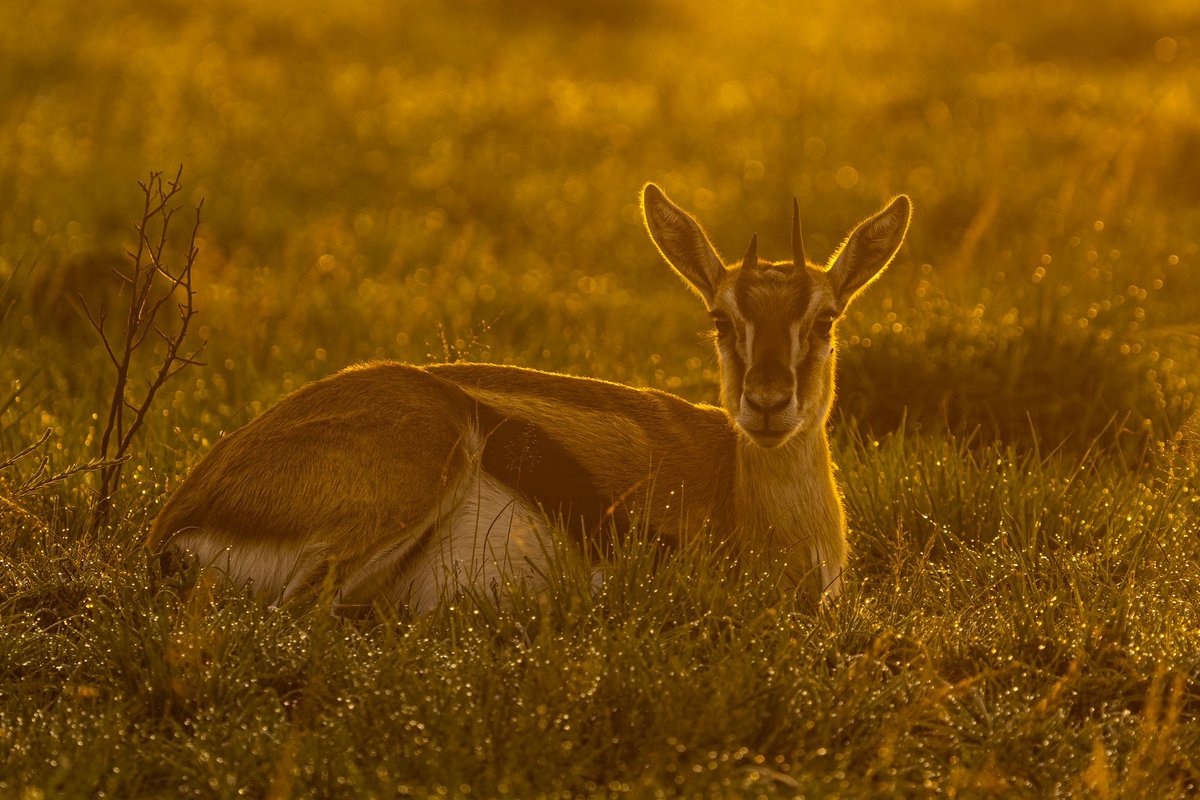 Morning Saga
#wildlifephotography #maratrails #Africa @Wildlife_NFTs @theburrownft