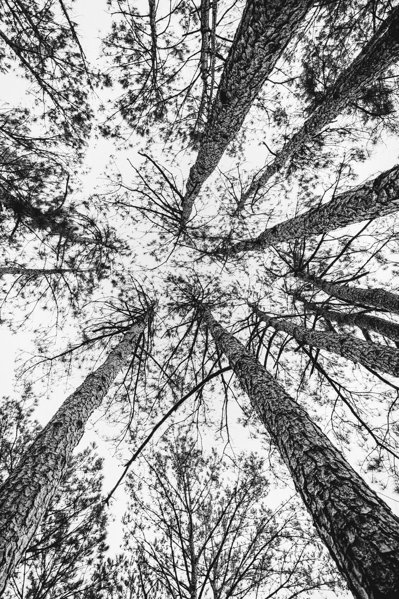 CorbeledBrick's tweet photo. Something a little unique. Enjoyed this angle looking up at the trees in the park.
#bnwphotography #photography #kingwoodtx #canonusa #canon #naturephotography #treegram #fineartphotography #moody #explorecreate #artofvisuals #landscapephotography #bnwmood #bnwcaptures #relaxing https://t.co/7ecXYPT6nd