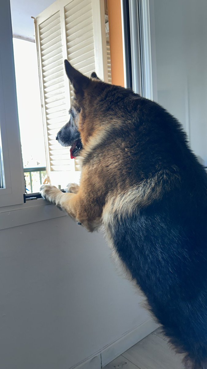Ojalá fueras eterno🐾