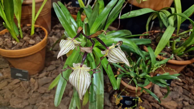A photo of very weird orchids in a terracotta plant pot among other pots of slightly less weird orchids. The leaves are a verdant green. The orchid flowers are cream with dark brown pinstripes and have dried-up looking little tendrils hanging off them. They're not dried up, they just look like that.the showers are arrow head-shaped, unlike most orchids, which are relatively round.