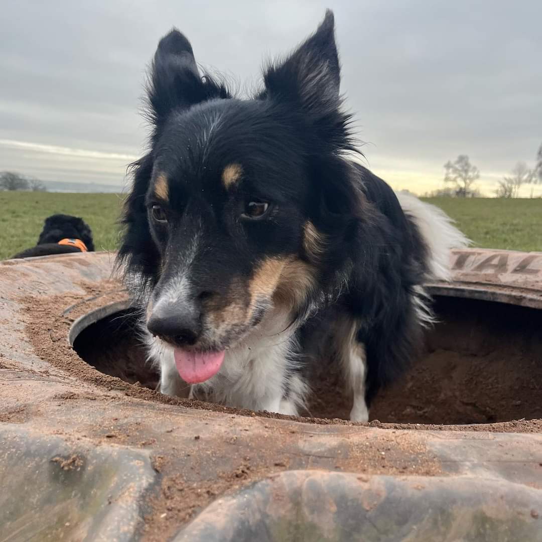 misfit_marley's tweet photo. Happy floofin weekend fluffcrew 😁😁
Plans for da weekend??
#DogsofTwittter #dogs #cardiffdogs #kelpiecollie #misfitmarley https://t.co/10rlDDI46Q