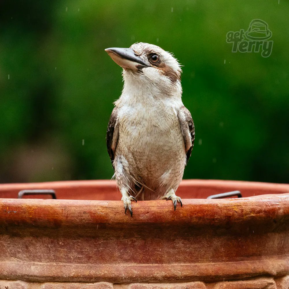 GetTerryNow's tweet image. Local Kooky playing russian roulette between the photographer and goldfish. 

#Warrandyte #kookaburra #nativebird