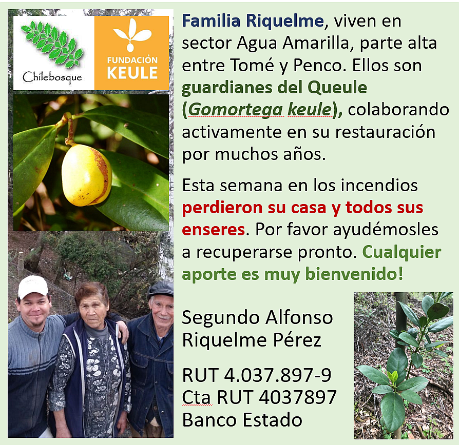Esta familia por años han resguardado sus Queules (Gomortega keule) y ahora perdieron su casa y todas sus cosas en los #Incendios. Son de la tercera edad y requieren el mayor apoyo posible. Se agradece cualquier ayuda, o al menos con un RT