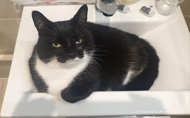 ⭐️LOST CAT⭐️

Last seen on Monday morning (6th Feb) in #BoroughGreen #Kent #TN15 area. He doesn't normally wander far and only goes off for a few hours. He's #chipped and #neutered and has a family that is #missing him. 😥

Thank You🐈‍⬛
