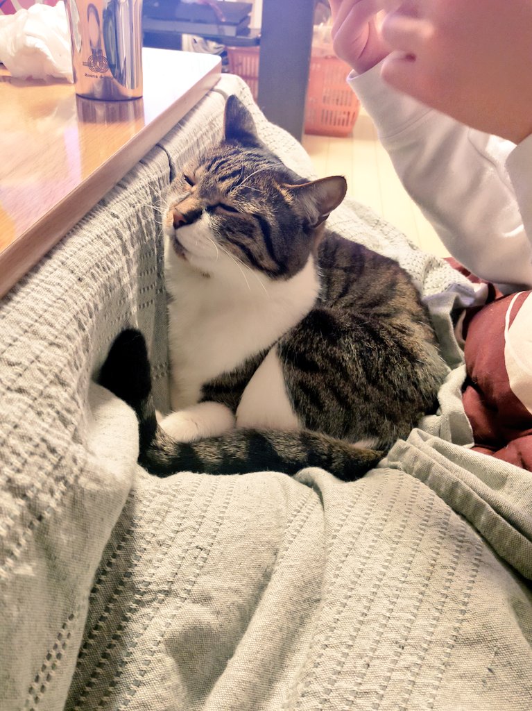 marie_mamachan's tweet photo. われは幸せにゃり
#猫のいる暮らし #猫のいる幸せ #猫 https://t.co/wDCYuykiUP