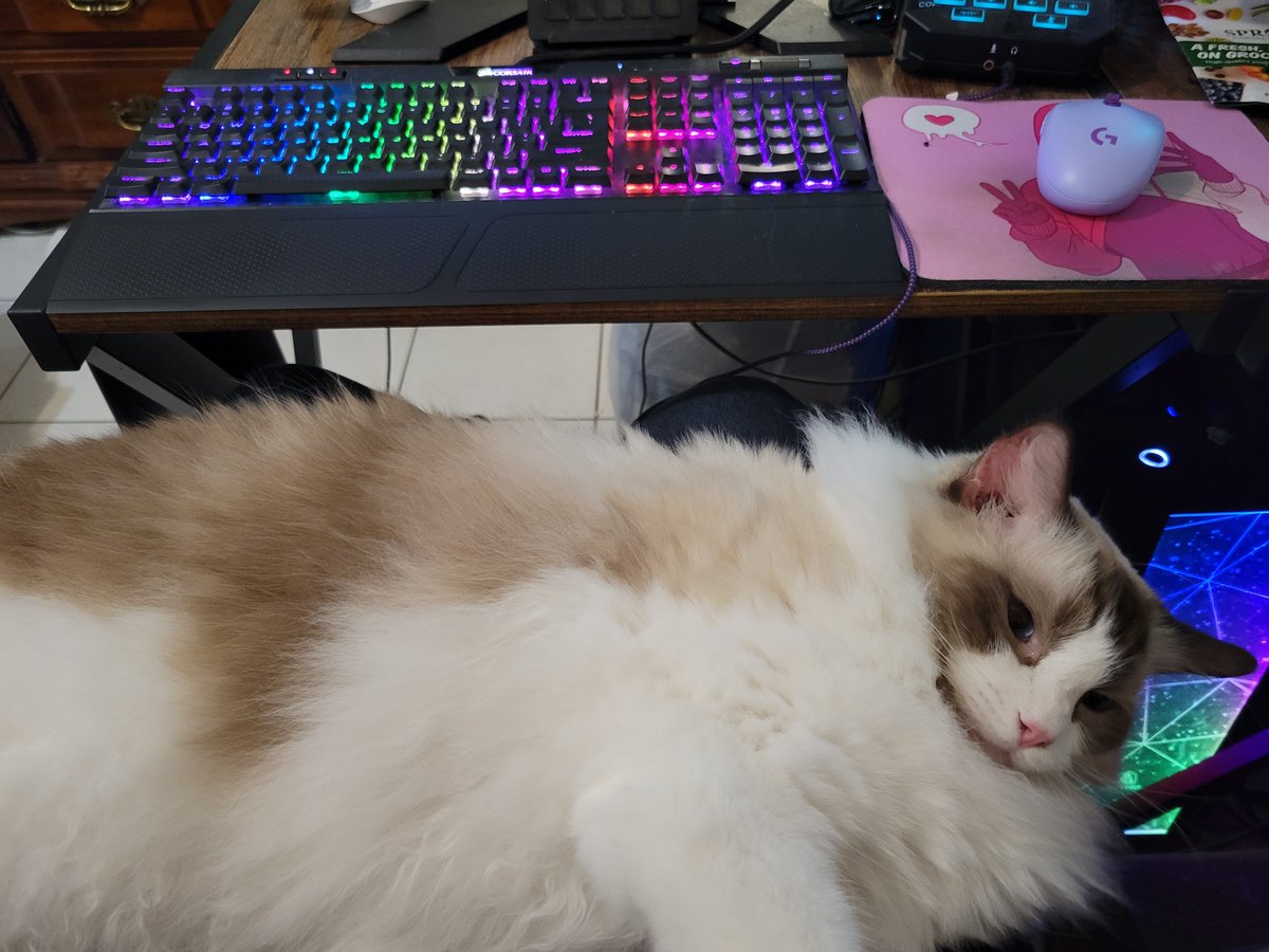 ever_aqua's tweet photo. @selkienyx When I game, he sits 🐱 https://t.co/irxcYGoXI5