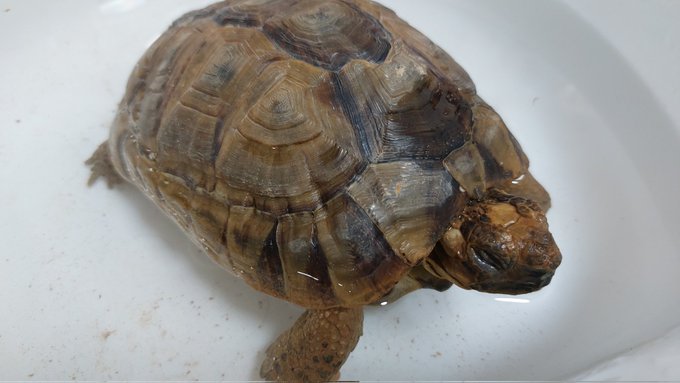 Oh! カメさんお風呂 Relax
カワイイカワイイね. 