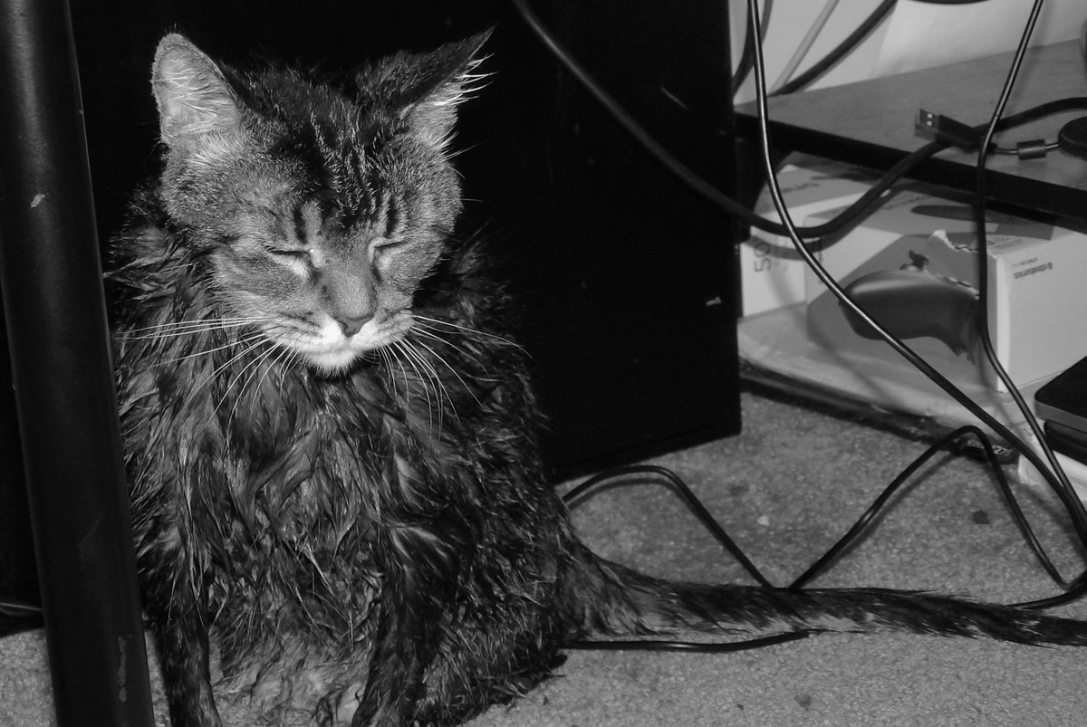 AForkshire's tweet photo. After a bath she looks like a drowned rat. #cat #cats #catsofinstagram #of #catstagram #catlover #catlife #instagram #catlovers #kitten #instacat #kitty #pet #cute #love #meow #dog #catoftheday #pets #kittens #gato #animals #catlove #animal #cutecat #world #gatos #petsofinstagram https://t.co/ngB61rwDU1