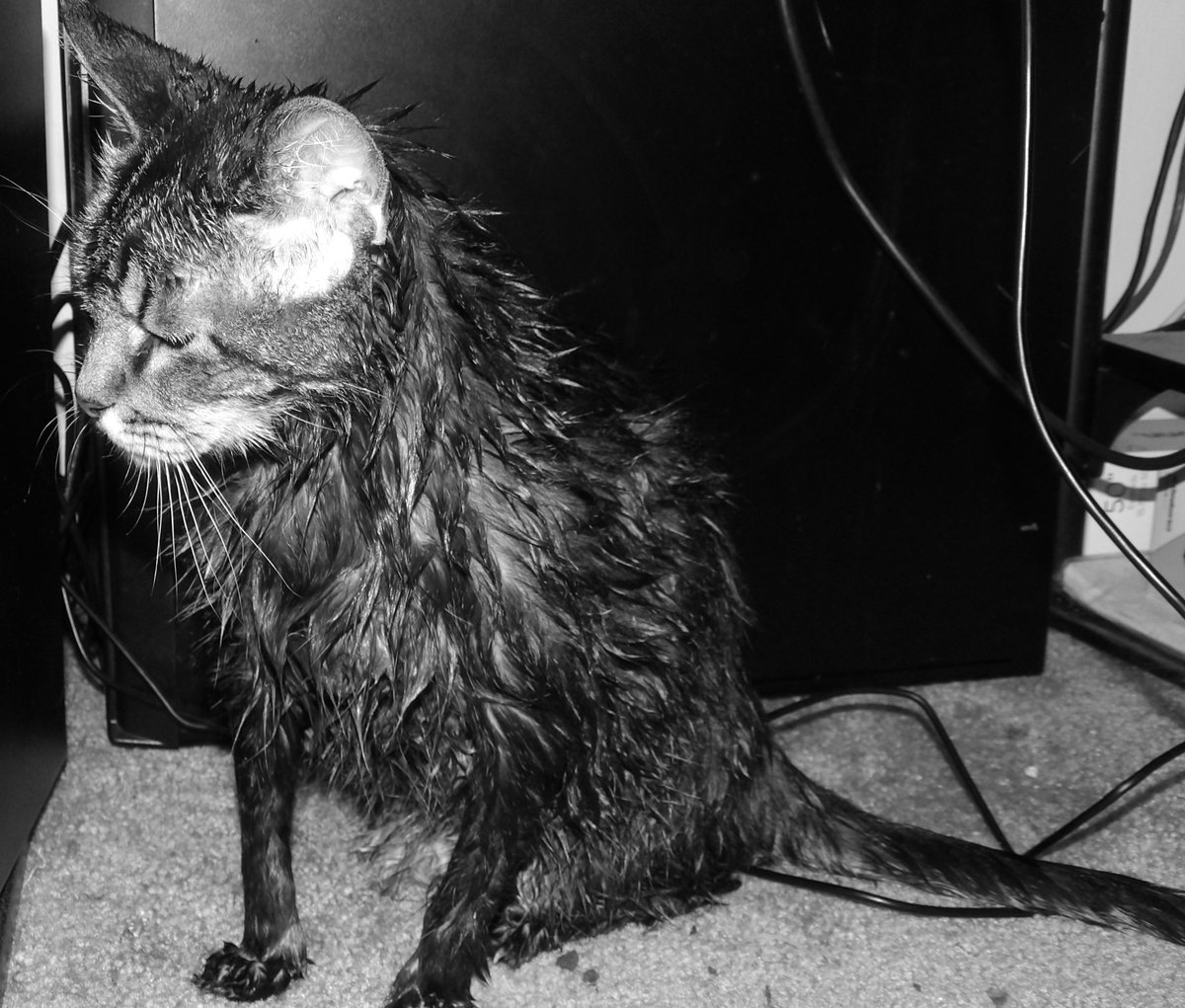 AForkshire's tweet photo. After a bath she looks like a drowned rat. #cat #cats #catsofinstagram #of #catstagram #catlover #catlife #instagram #catlovers #kitten #instacat #kitty #pet #cute #love #meow #dog #catoftheday #pets #kittens #gato #animals #catlove #animal #cutecat #world #gatos #petsofinstagram https://t.co/ngB61rwDU1