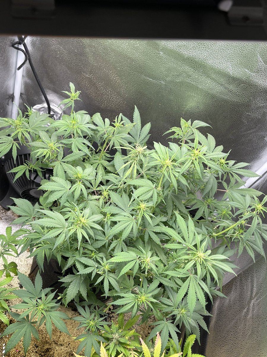 ShaqsGrowing on Twitter "RT myheartmyart Lsd25 auto stilllll just