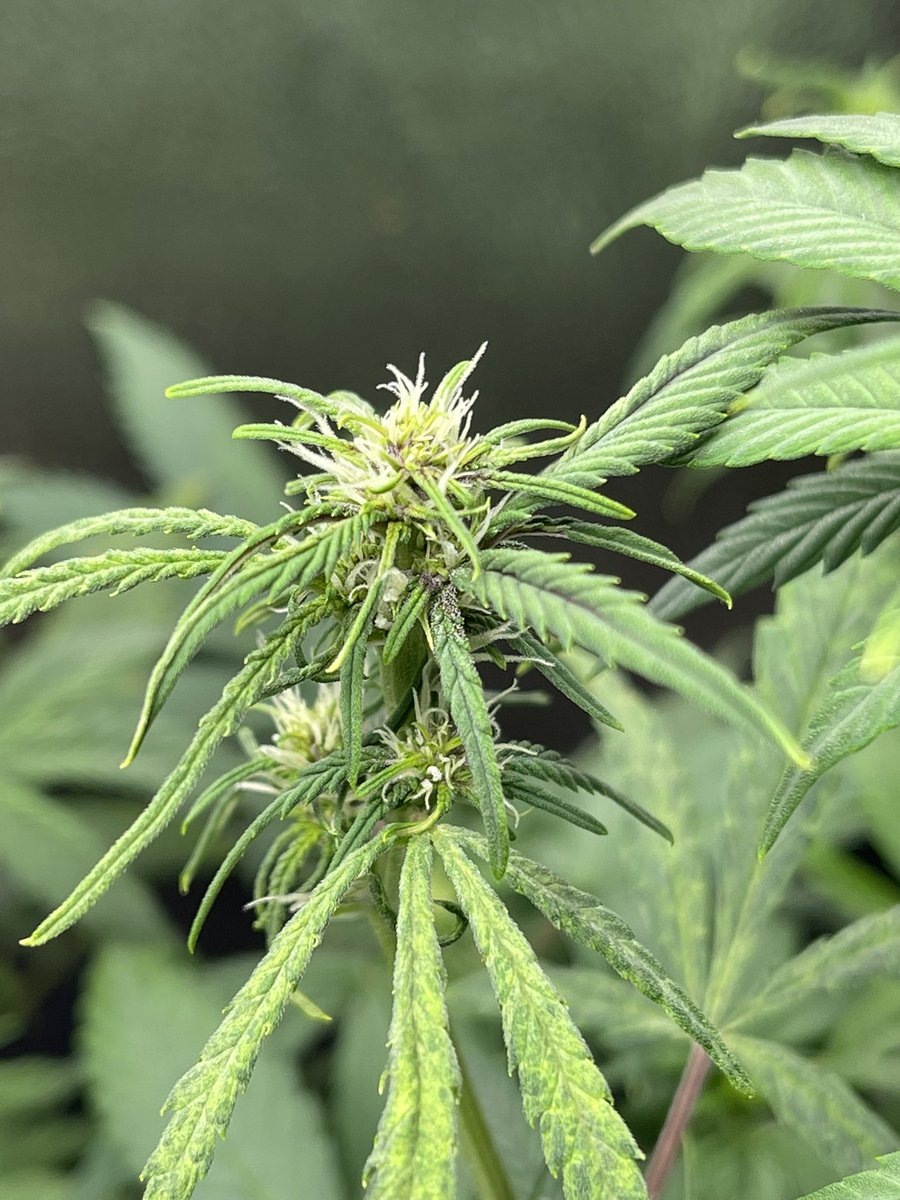 ShaqsGrowing on Twitter "RT myheartmyart Lsd25 auto stilllll just