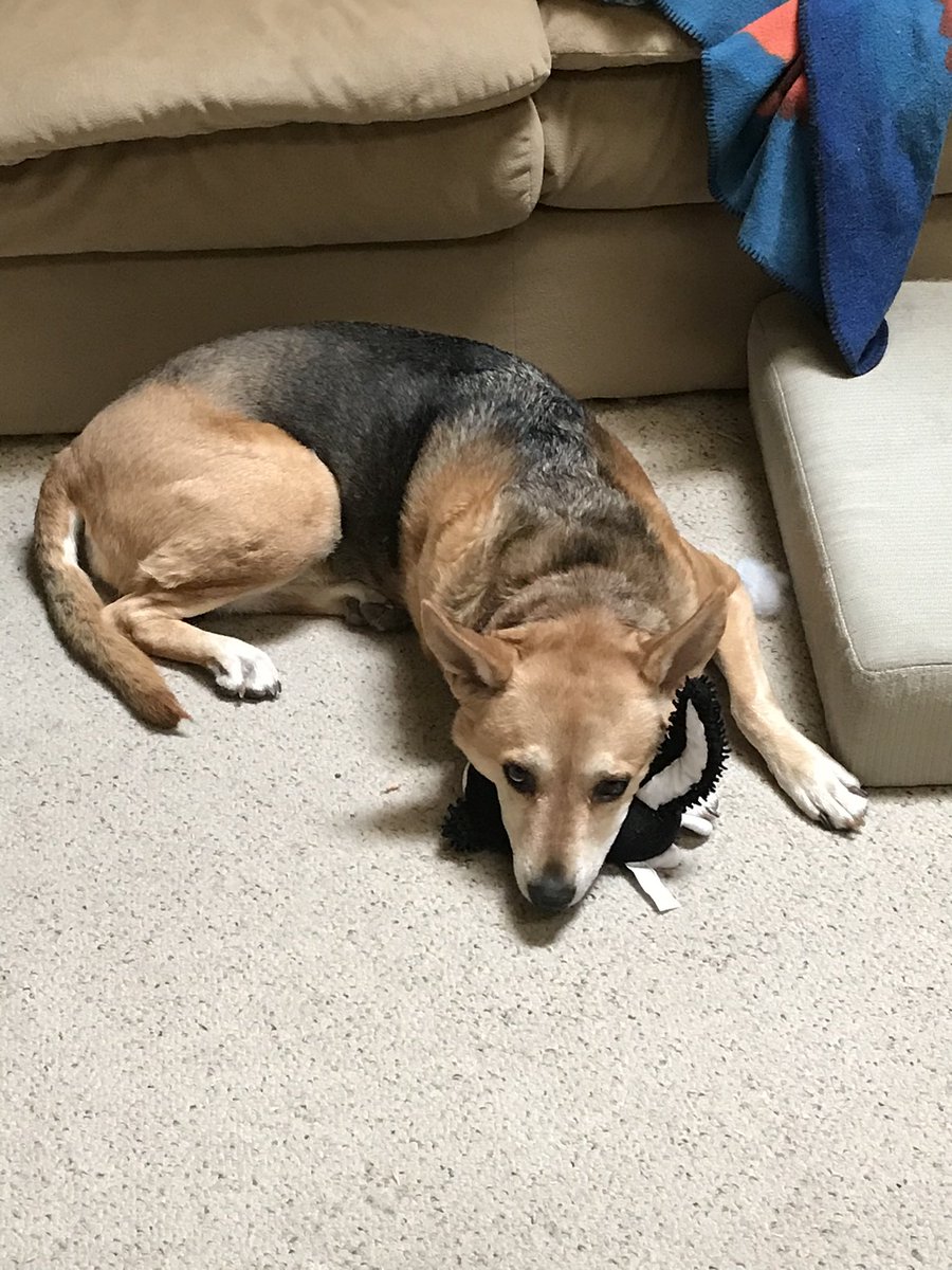 RageYoder's tweet image. Today is a day I hoped would never come. Saying goodbye to your best friend of 12 years is never easy. ❤️❤️❤️ Rest in peace big girl! Roxie was the best dog anyone could ask for! Enjoy the mountain trails with Teddy! ❤️