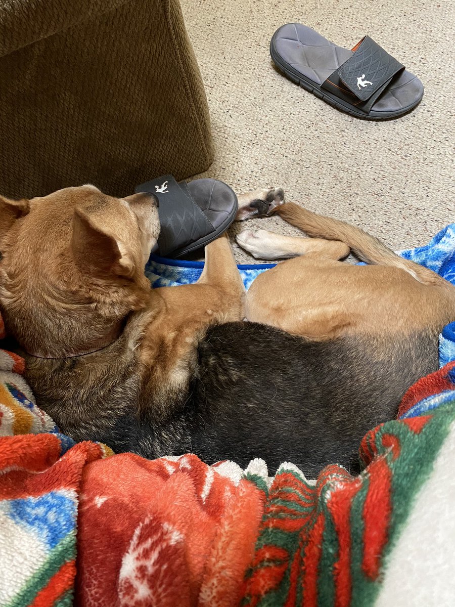 RageYoder's tweet image. Today is a day I hoped would never come. Saying goodbye to your best friend of 12 years is never easy. ❤️❤️❤️ Rest in peace big girl! Roxie was the best dog anyone could ask for! Enjoy the mountain trails with Teddy! ❤️