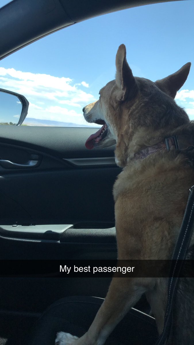 RageYoder's tweet image. Today is a day I hoped would never come. Saying goodbye to your best friend of 12 years is never easy. ❤️❤️❤️ Rest in peace big girl! Roxie was the best dog anyone could ask for! Enjoy the mountain trails with Teddy! ❤️