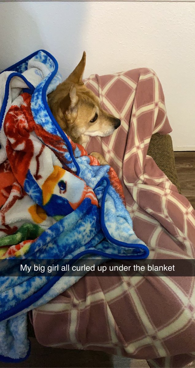 RageYoder's tweet image. Today is a day I hoped would never come. Saying goodbye to your best friend of 12 years is never easy. ❤️❤️❤️ Rest in peace big girl! Roxie was the best dog anyone could ask for! Enjoy the mountain trails with Teddy! ❤️