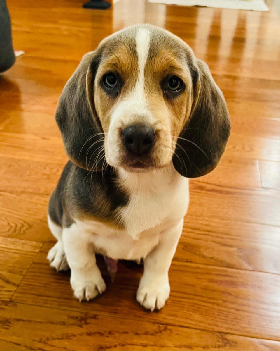 Meet my new son BEANS! I’m in love 😍 #beagle #pup
