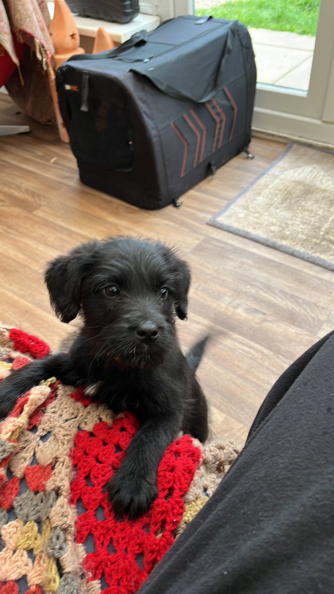 TheDogsCollar1's tweet photo. So mum and dad brought a new little sister home today. She’s called Bumble, I’m not sure what I think at the moment but dad says it will be okay!! https://t.co/wUnOg6lgr7