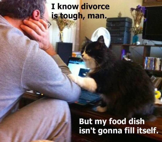 ellelljaytoo's tweet photo. #YouKnowItIsTimeWhen the CAT๐โโฌis now threatening to file for divorce, too.
#catsoftwitter ๐ผ#foodOclock https://t.co/n0mlGJ5Q9z