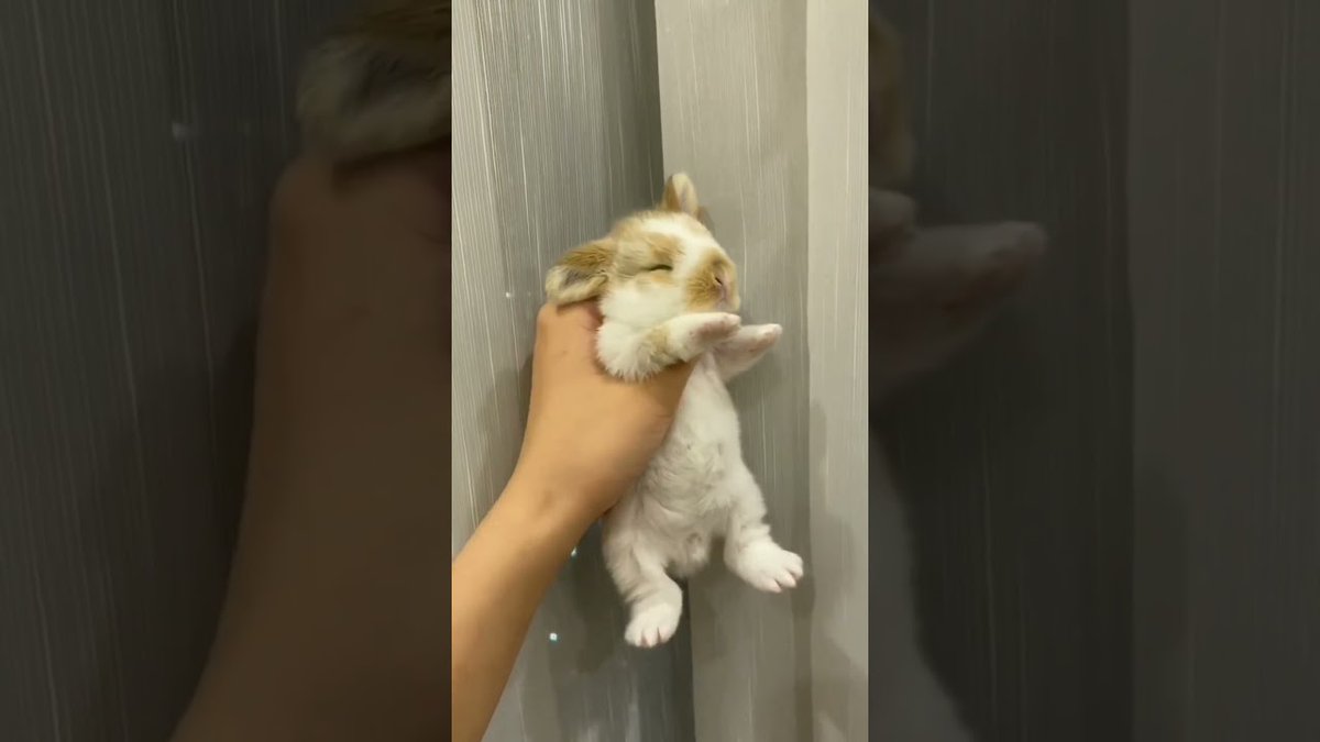 RabbitVideos's tweet image. #Rabbit Life Journey ##Shorts ...
 
rabbitvideos.com/89736/rabbit-l…
 
#AnimalCompilation #AnimalLover #AnimalRescue #Animals #BabyBunnies #BabyBunny #BabyRabbit #BabyRabbits #CuteBabyBunny #CuteBabyRabbit #CuteBunnies #CuteBunny #CuteRabbit #HollandLop #Khargosh #Lapin #Lapins #Lop