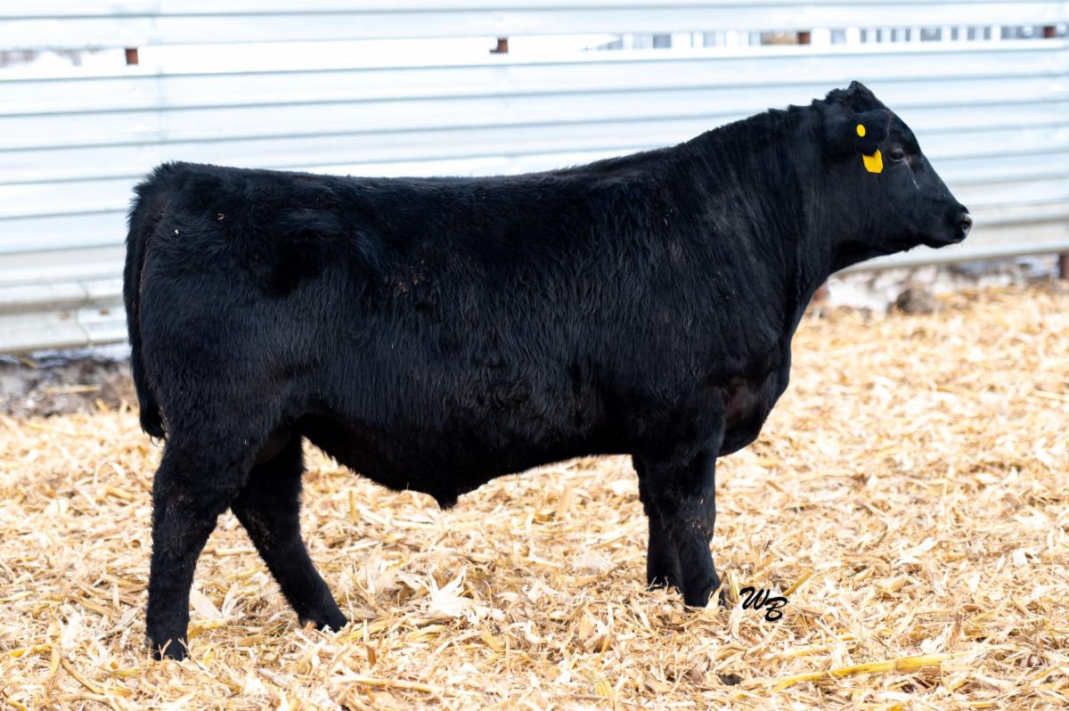 KathyTokach's tweet photo. Lot 61 TOKACH TAHOE 2509
Lot 61 is a low birth weight, heavy weaning bull with a moderate framed package and loads of carcass.
Be in the stands February 20th to bid on Lot 61!
#TokachAngus #NDBulls #Angus #NorthDakota https://t.co/CEuCIQ7CeW