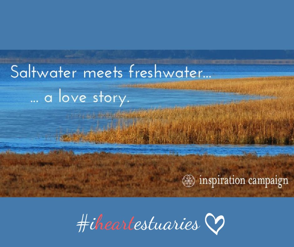 SFEstuary's tweet photo. We're kicking off #iheartestuaries with the original #meetcute: estuaries! 🥰
Show us (and Congress) your love for #estuaries through Valentine's Day!
@RAEstuaries @Estuaries4Life #bemine #baybae #wetlands #valentines https://t.co/OLdAjzzj5Z