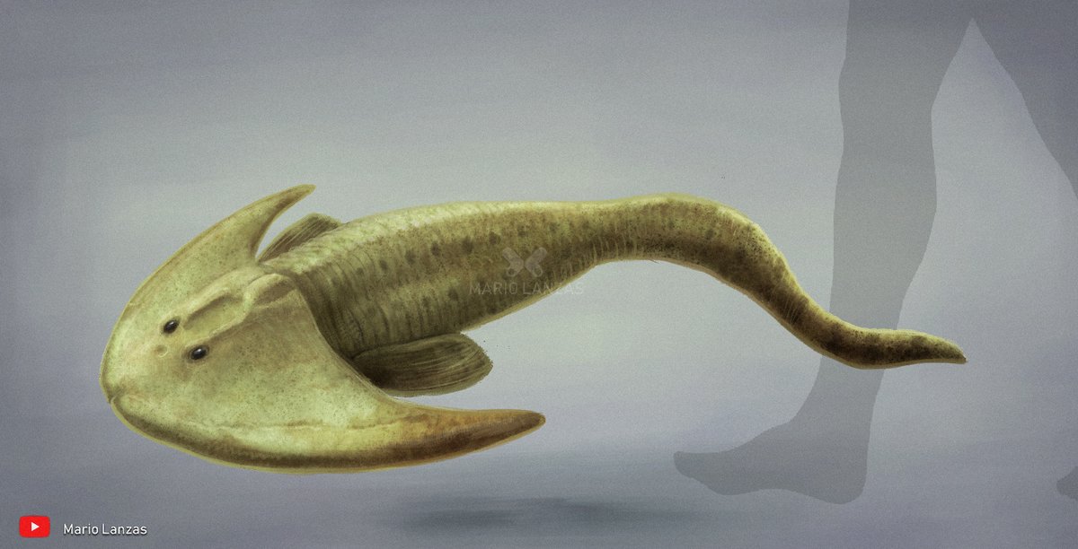 mariolanzas5's tweet image. PARAMETEORASPIS
(from the Devonian Period video: youtu.be/0aH-vpdbGVI
#paleoart #devonian #parameteoraspis