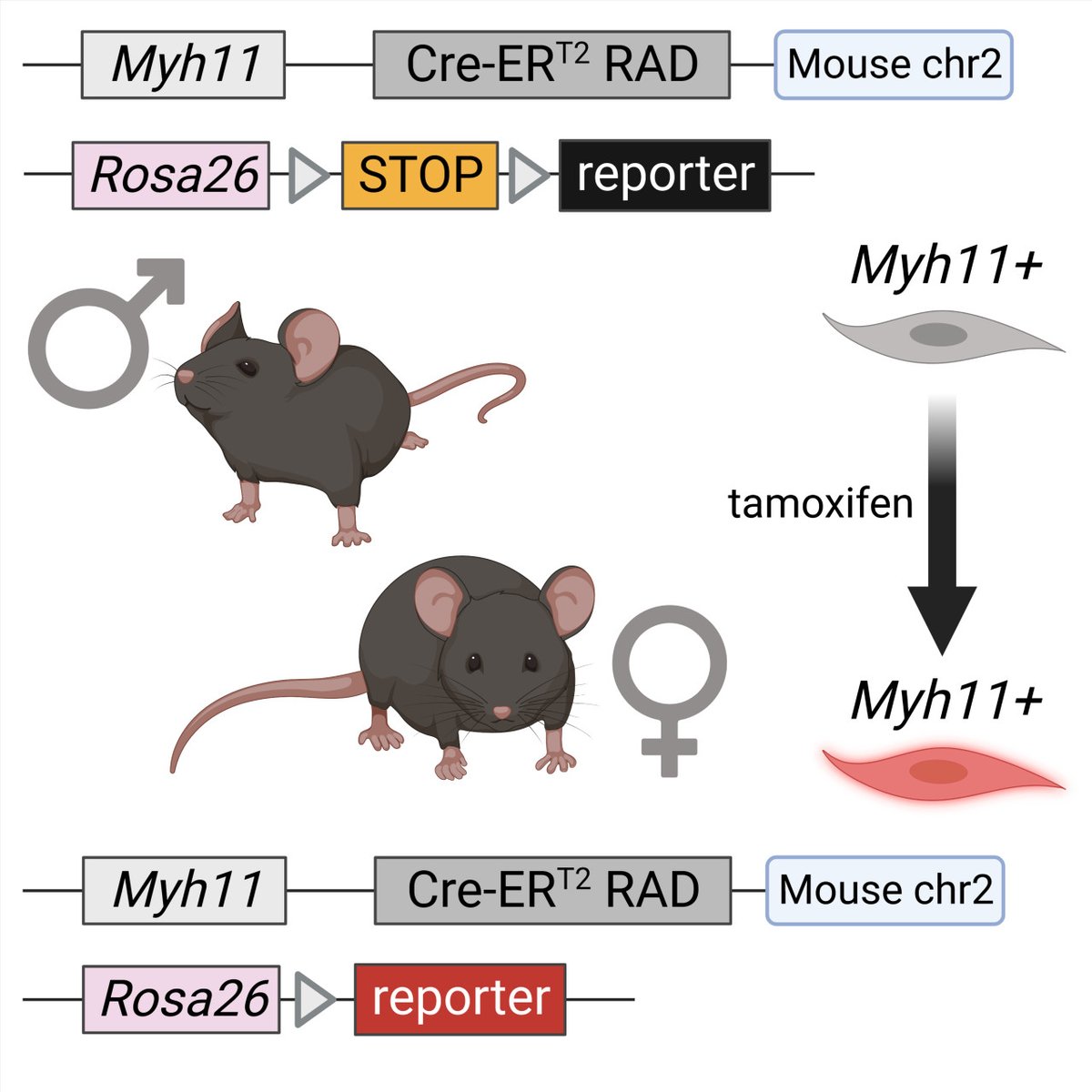 February Featured Article: A new autosomal Myh11-CreERT2 mouse allows inclusion of both sexes in SMC lineage-tracing and gene-knockout mouse studies @gamze_b_bulut @Anita_Salamon_ ahajrnls.org/3Y3ZIJT