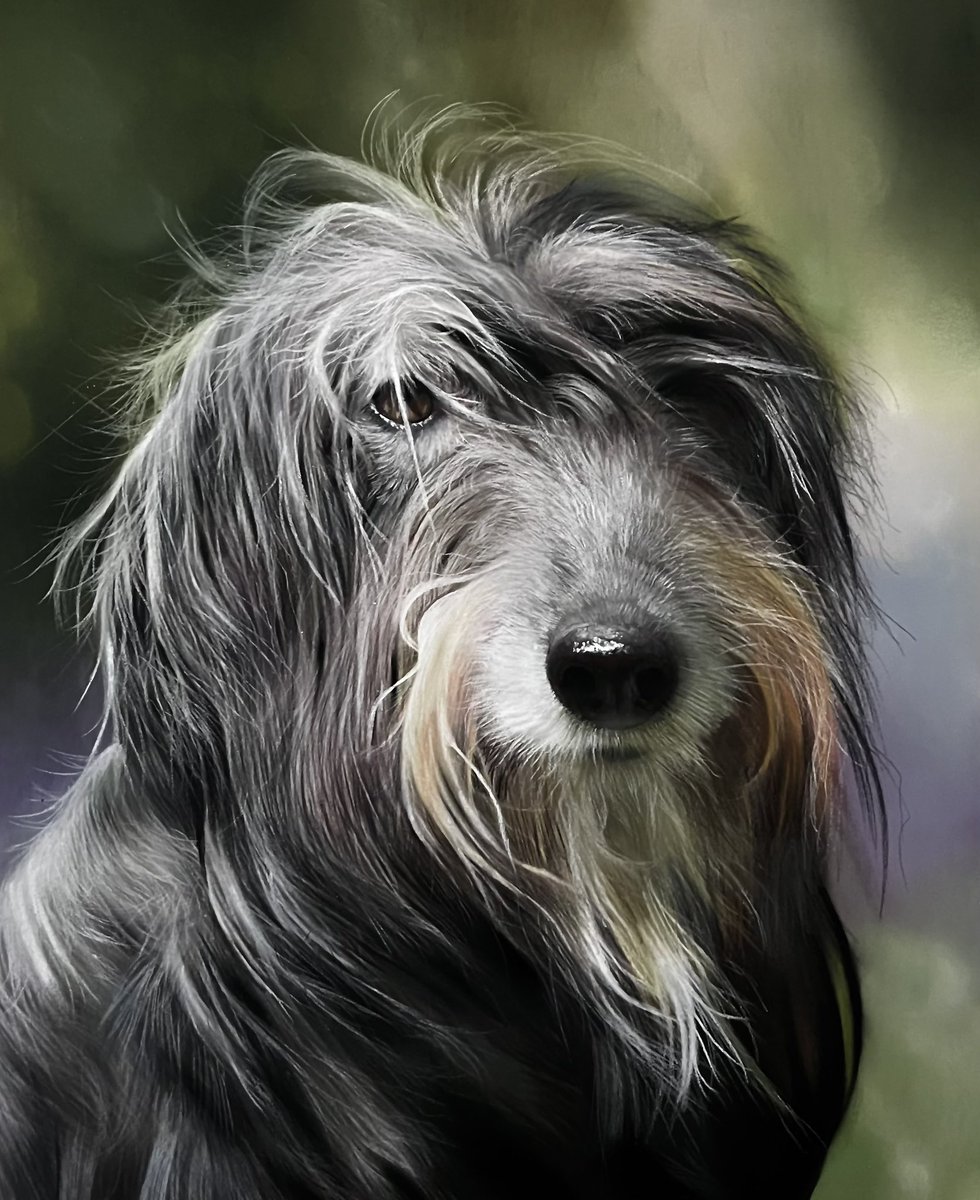 Progress on Shayna current hyping the contrast up and adding hairs. Hope everyones well 🐕🙂. #art #dogportrait #artprogress #wipart #lurcher #pastels #pastelart #pasteldrawing #softpastels #portraitart #dogportraits #fabercastell #Artists #twitterdrawing #drawing #paintings