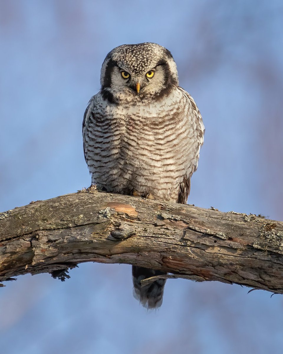 marianhamster's tweet photo. Angry bird.
.
Northern hawk-owl apparently not so happy to see yet another photographer in its territory.
#birdphotography #TwitterNatureCommunity  #wildlifephotography #birds https://t.co/1KgpX9Bvsr