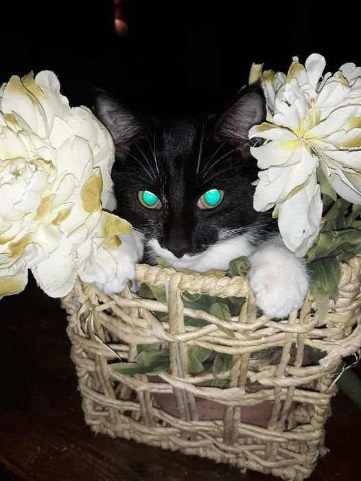 PeggyMercer's tweet image. One of the babies, #JohnnyCash (name borrowed from one of #Mermy's cats)....sez good Morning, good Day and no more rain mama, please!  THEY love it inside!  Johnny #Cash....he is a bobbed tail black.