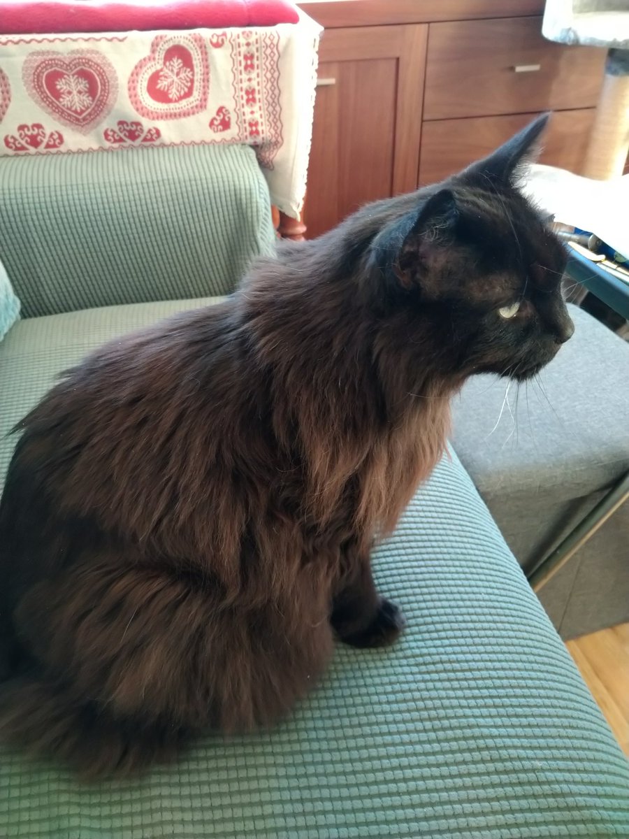 FarlaneTeri's tweet photo. For 15+ years I had the privilege of being this wee gorgeous' human. She fought many health battles but today it was time for the fighting to be over. She went peacefully. My heart feels shattered. https://t.co/JrnM6esDWP