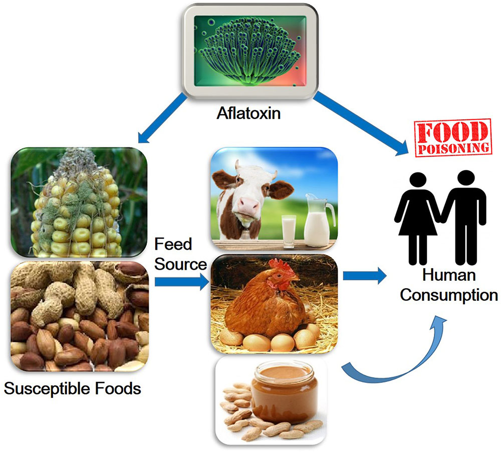 limbua_mercy's tweet photo. More reasons why you need to ensure your production practices and post harvest handling practices protect your produce from #Aflatoxin contamination. @markupkenya @UNIDO @EUinKenya @KEBS_ke @ambuko @uonbi @kenya_afa https://t.co/lF5rl3R1QV