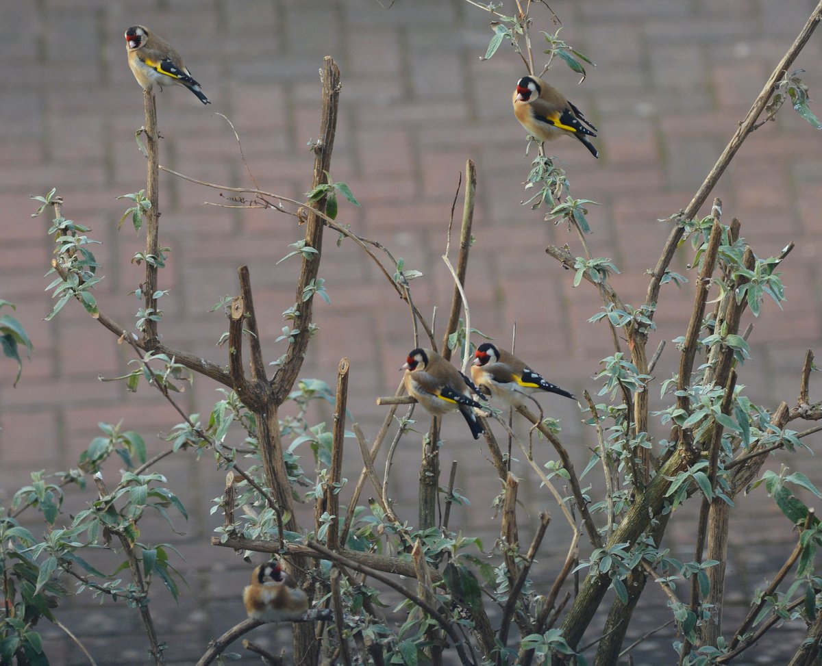 Goldfinches out the back today. #WildlifeFromMyWindow