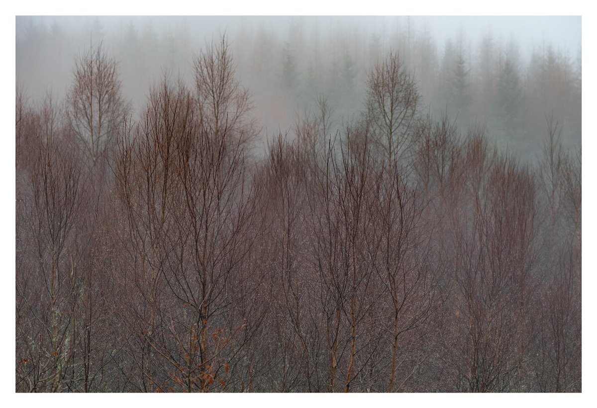 Birches in the mist.
