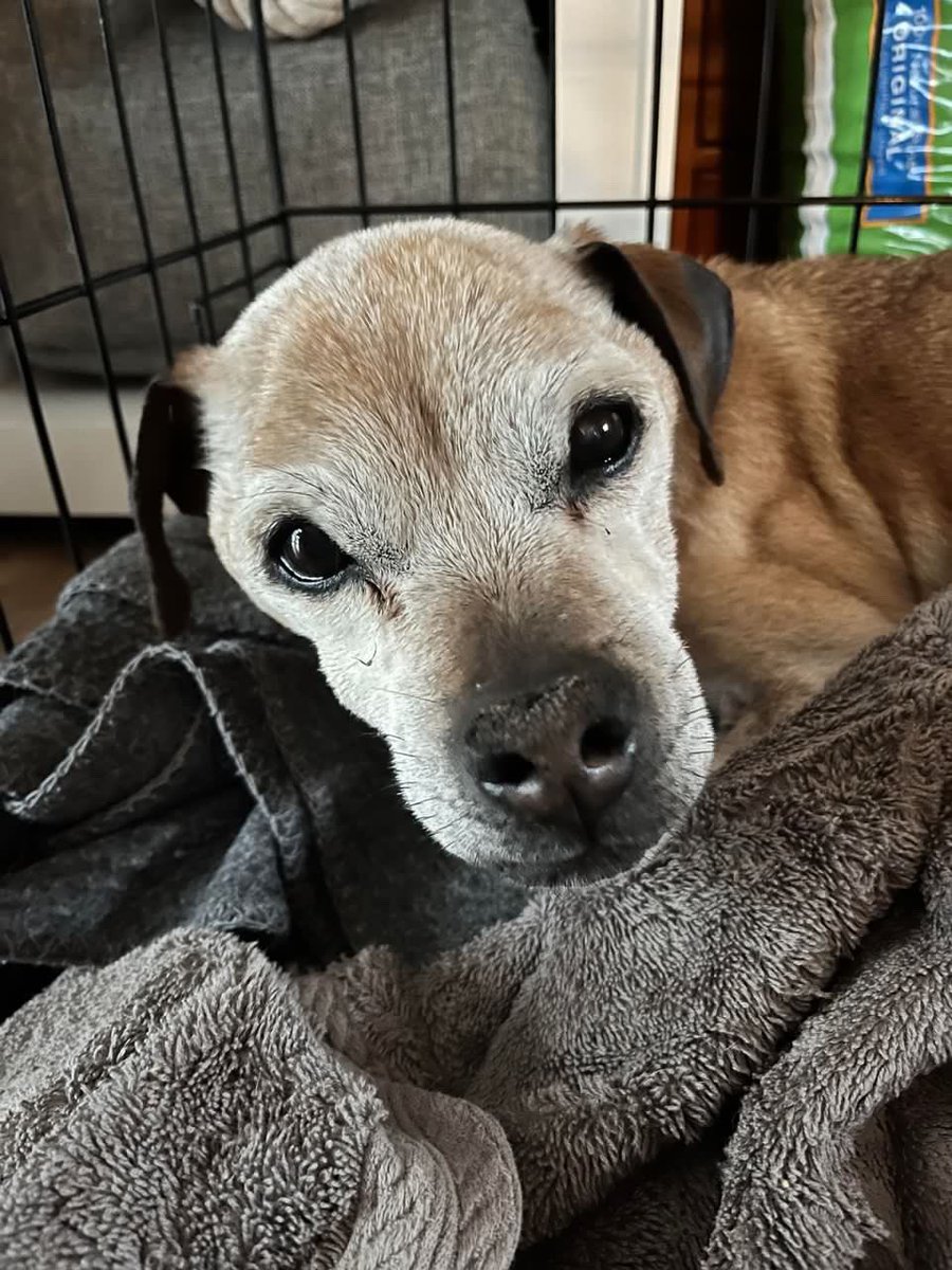 CodyAlcorn's tweet photo. Best story you’ll read today! A dog named ‘Nugget’ found in Upstate South Carolina 7 years after disappearing from his home in New Mexico. He was found by chance last night, limping down road in pouring rain by a woman sitting on her porch. READ > https://t.co/i1FaovnF7n https://t.co/ABoMUpFnhU