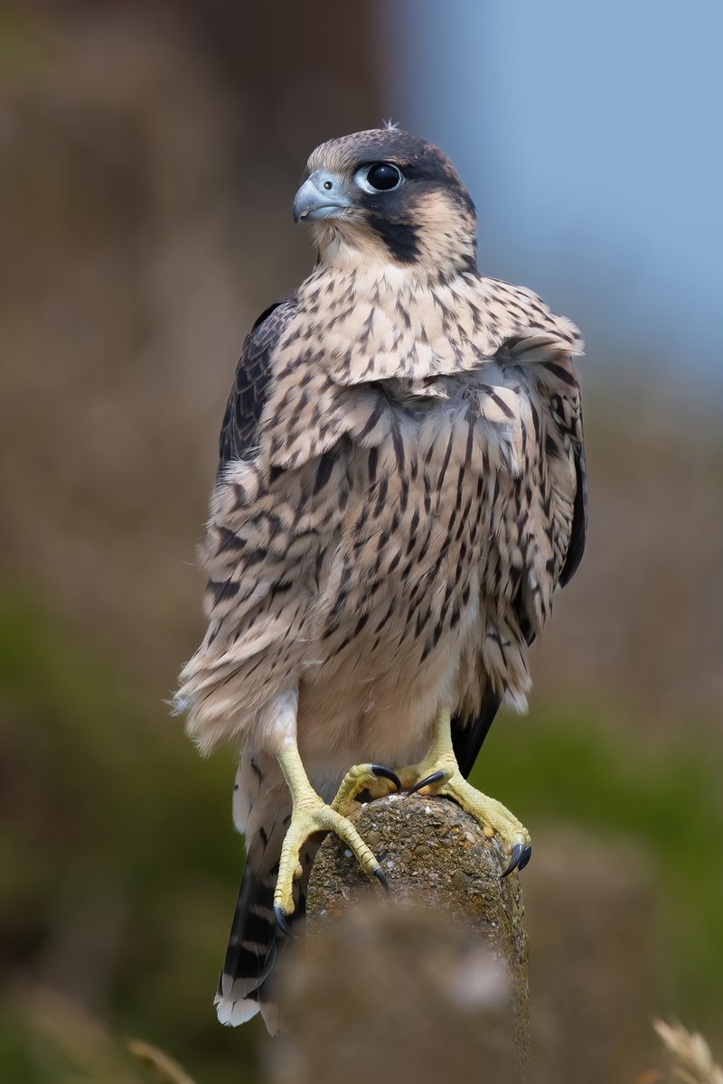 manxmannin's tweet photo. Juvenile Peregrine Falcon #NatureBeauty #Nikon #Falcons https://t.co/9CxYbrK0yI