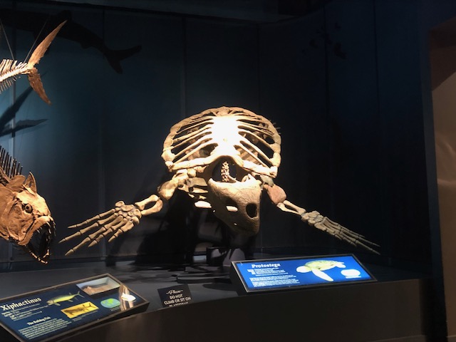 Georgiacetus's tweet photo. Sea turtle.
Sea turtle swim.
Swim, turtle, swim!
(also, watch out for Xiphactinus!)
#Protostega #FossilFriday https://t.co/s009a0zK6z