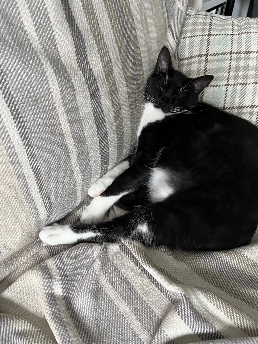 TheTeawithTrac1's tweet photo. Side eye #catsoftwitter https://t.co/RXOXQ22Mz4