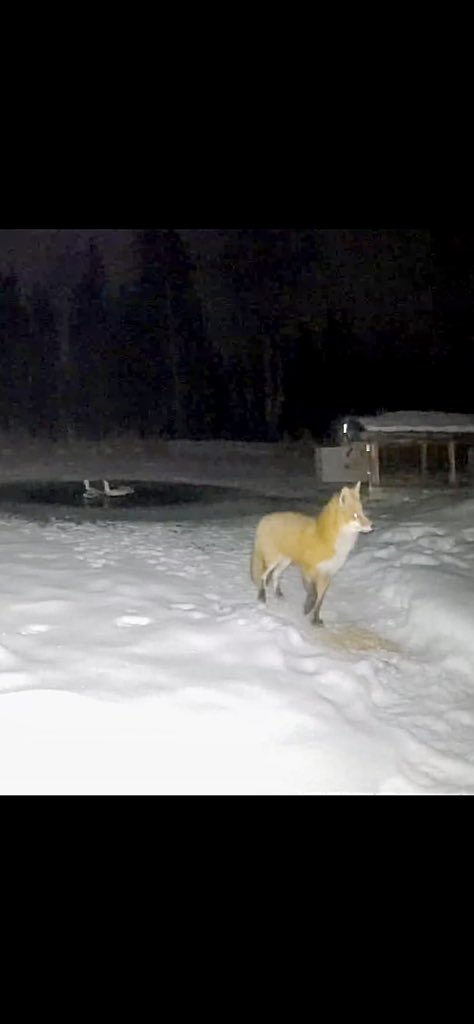 rivrchik's tweet photo. It’s a beautiful animal, but it’s stressing out my ducks 🫣
#duckspycam #wildbc #pondlife #SpilledFoodHazard 🤨 https://t.co/4WNH7U80L3