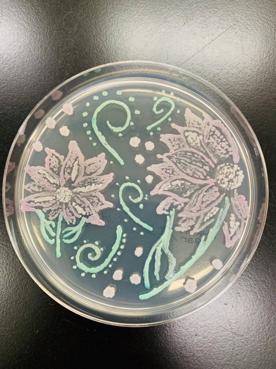 CDC_MicroBio's tweet photo. Amazing 🧫🧫🧫💝 https://t.co/HeIFuU1R3w