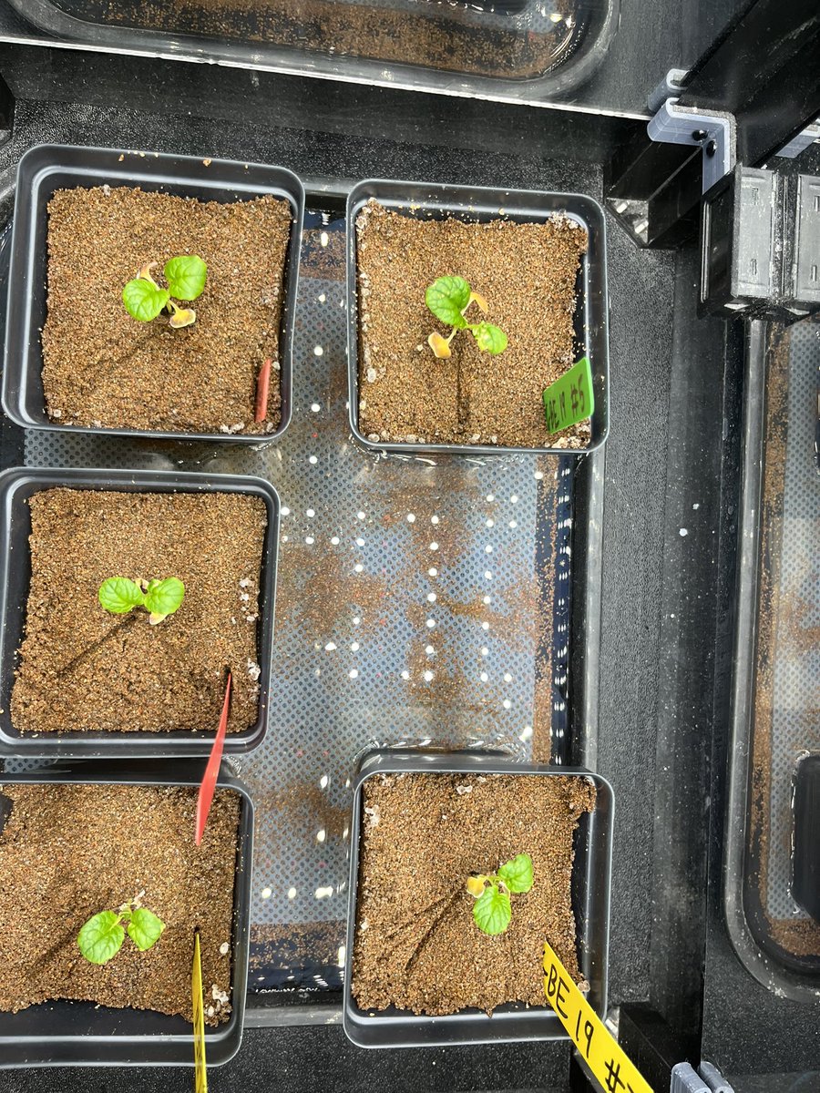 _norwayneffa's tweet photo. What’s happening? Could our worm fertilizer be HARMING our misome plants? This week’s measurements brought still larger plants, but we are wondering what deficiencies/toxicities they may be experiencing. @GrowBeyondEarth @getMARSfarm https://t.co/VnEeHsNfzA