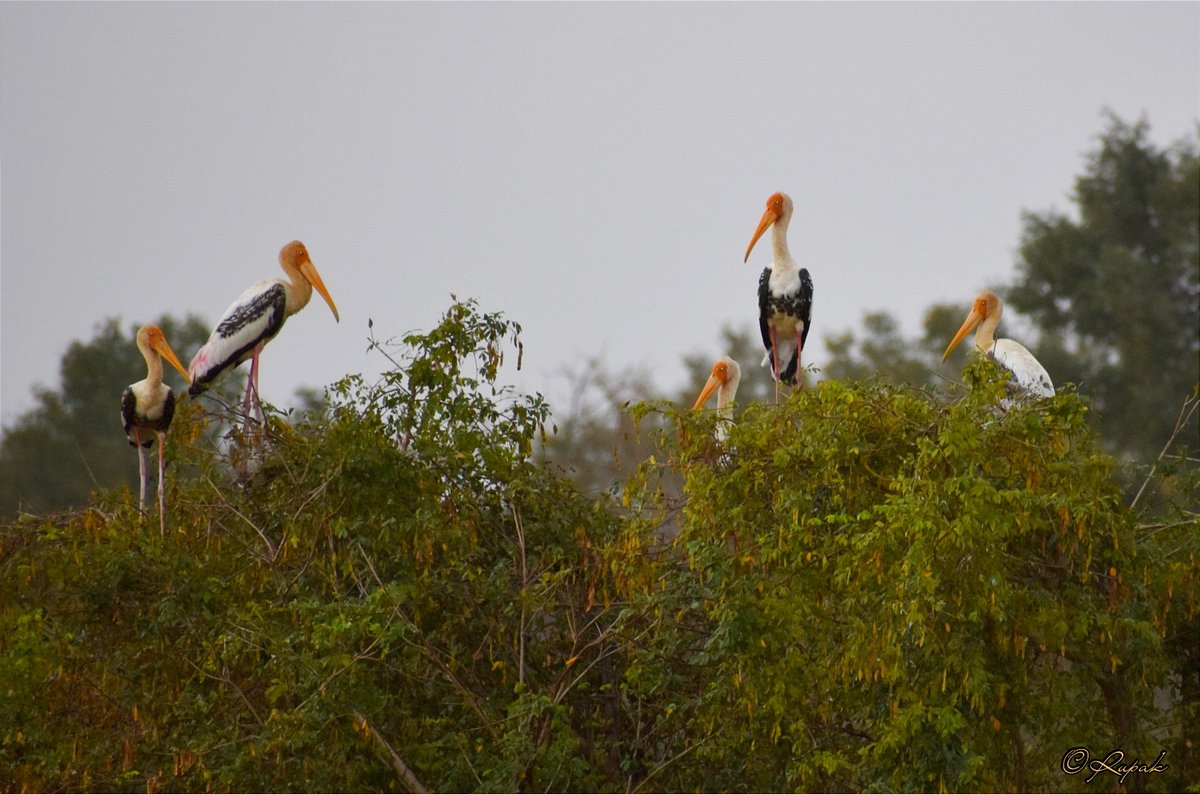 Painted Storks (Mycteria leucocephala)✨

#wader #habitat #forest #migraotrybirds #wetlands #birdsphotography #nallamalla #Rupak_nature #rayalaseema #andhrapradesh #birds #BirdsOfTwitter #biodiversityofnallamala #morningfromthewild #naturaltreasuresofindia #TwitterNatureCommunity