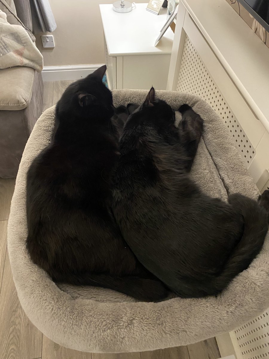 Here, take my cats cuddling to cure your boredom 🫶