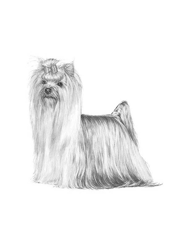 Fido Finder On Twitter Lost Dog Maggie In Indianapolis IN US 46240 fido-finder-on-twitter-lost-dog-maggie-in-indianapolis-in-us-46240