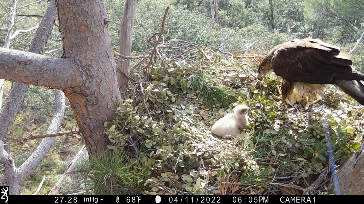 El fototrampeo en nidos de las águilas de Bonelli liberadas en la Comunidad de Madrid grefa.org/noticias/103-o…