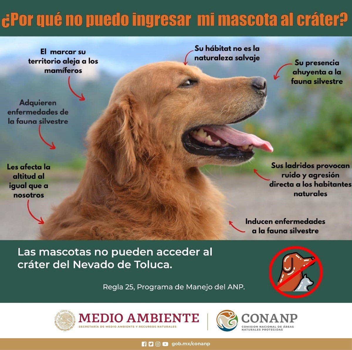 CONANP_mx's tweet photo. Las mascotas no pertenecen a la vida silvestre y pueden ocasionar alteraciones a la flora y fauna nativa. Durante tu visita a las #ÁreasNaturalesProtegidas no los lleves. 🍃

#ConservarParaVivir #TurismoResponsable 🐕🐈🌿🌊🌲🏔️🍄🏜️ https://t.co/8yGDgsxYkT