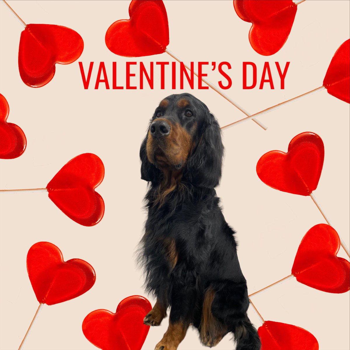 BlenheimandBlue's tweet photo. #blenheimandblue #doggrooming #dogsofinstagram #doggroomer #alfreton #matlock #crich #dog #doglover #doglyness #valentines #valentinesdog https://t.co/uZaJIAN6wL