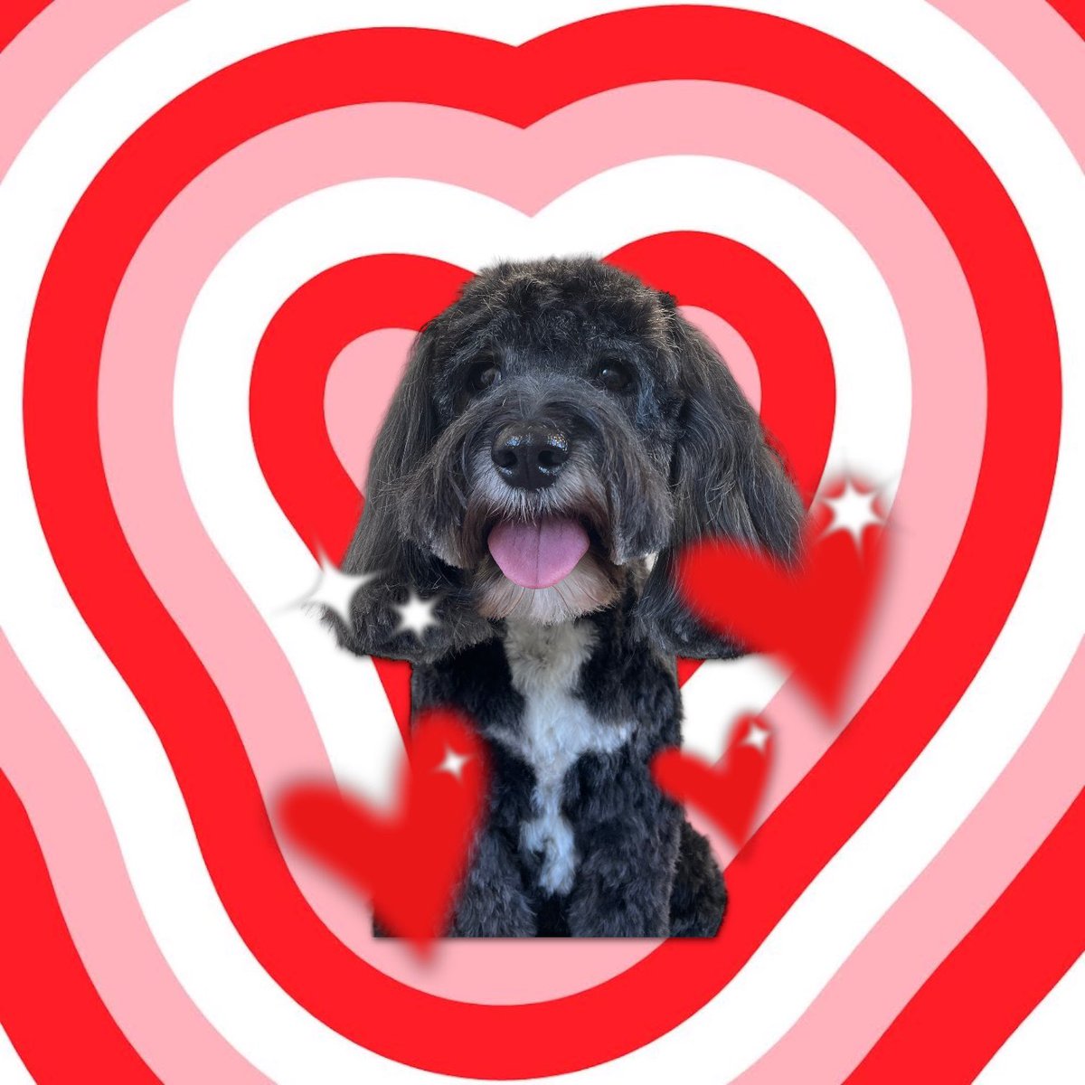 BlenheimandBlue's tweet photo. #blenheimandblue #doggrooming #dogsofinstagram #doggroomer #alfreton #matlock #crich #dog #doglover #doglyness #valentines #valentinesdog https://t.co/uZaJIAN6wL