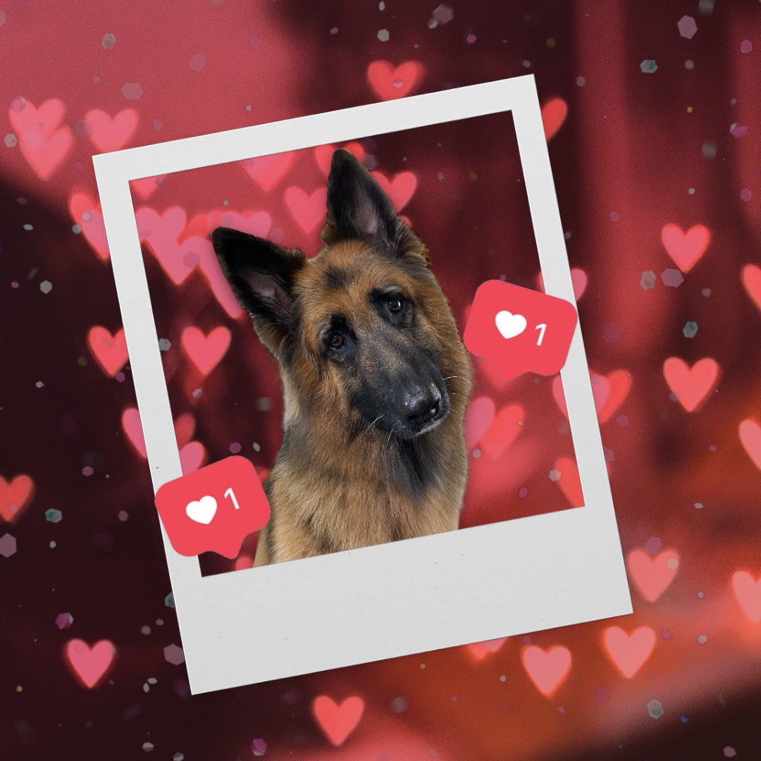 BlenheimandBlue's tweet photo. #blenheimandblue #doggrooming #dogsofinstagram #doggroomer #alfreton #matlock #crich #dog #doglover #doglyness #valentines #valentinesdog https://t.co/uZaJIAN6wL