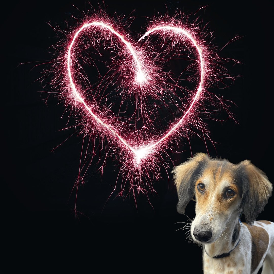BlenheimandBlue's tweet photo. #blenheimandblue #doggrooming #dogsofinstagram #doggroomer #alfreton #matlock #crich #dog #doglover #doglyness #valentines #valentinesdog https://t.co/uZaJIAN6wL